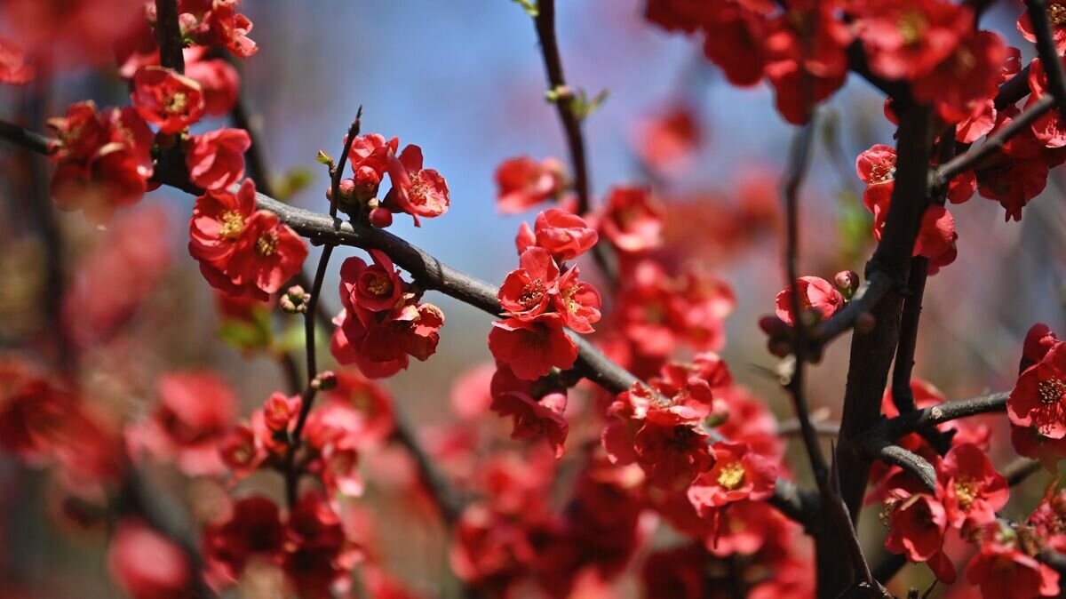    Цветение айвы японской (Chaenomeles japonica) в дендрологическом парке "Южные Культуры" в Сочи© РИА Новости / Артур Лебедев