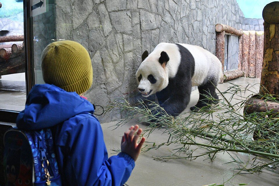     Диким животным не место за решеткой, считают респонденты. Михаил ФРОЛОВ