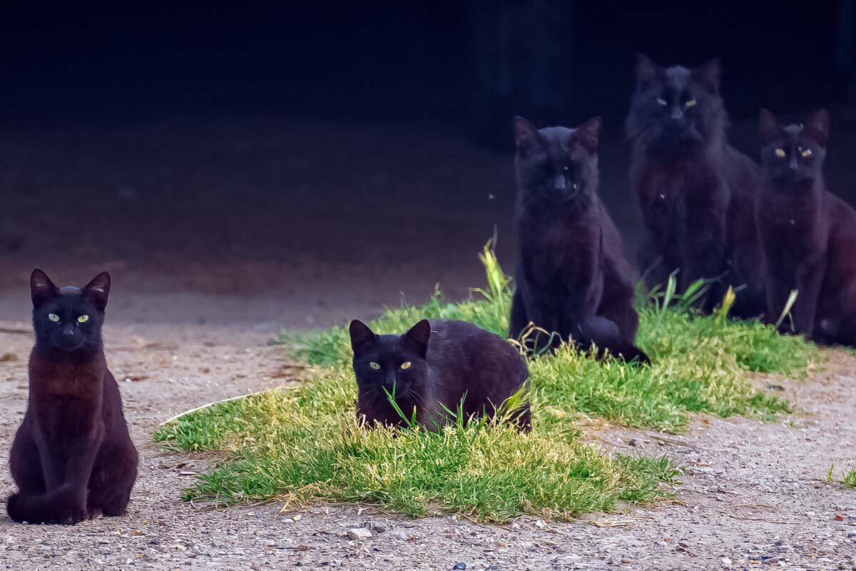 черная кошка. дорогой черный кот. дорогой черный кот. чёрная кошка порода бомбейская. черная кошка на дороге.