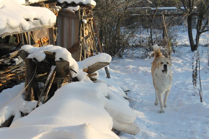 видите кота на фото? а он есть!!!