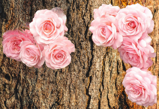 Роза Тсумуги японской селекции