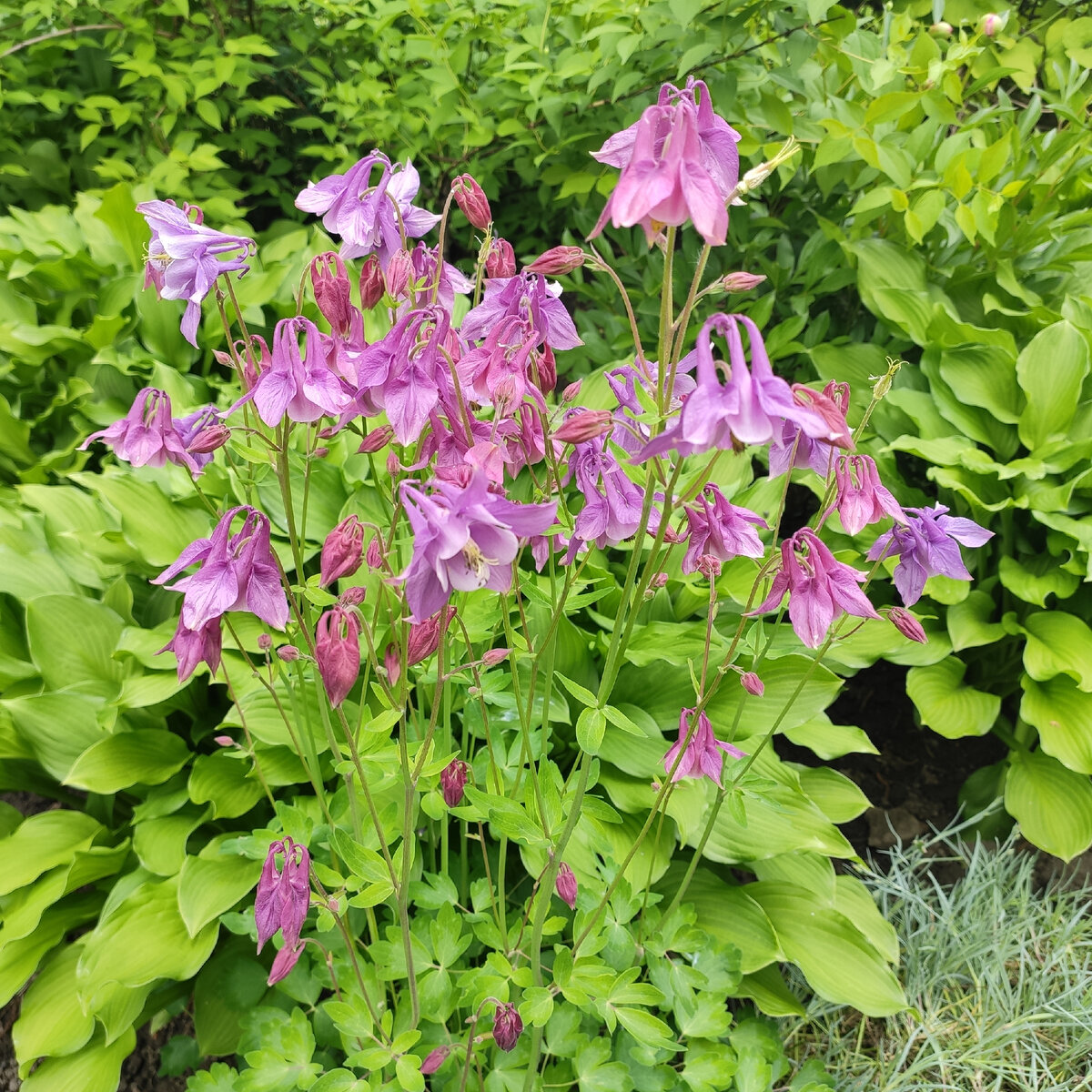 119. Аквилегия розово-сиреневая, 4 июня