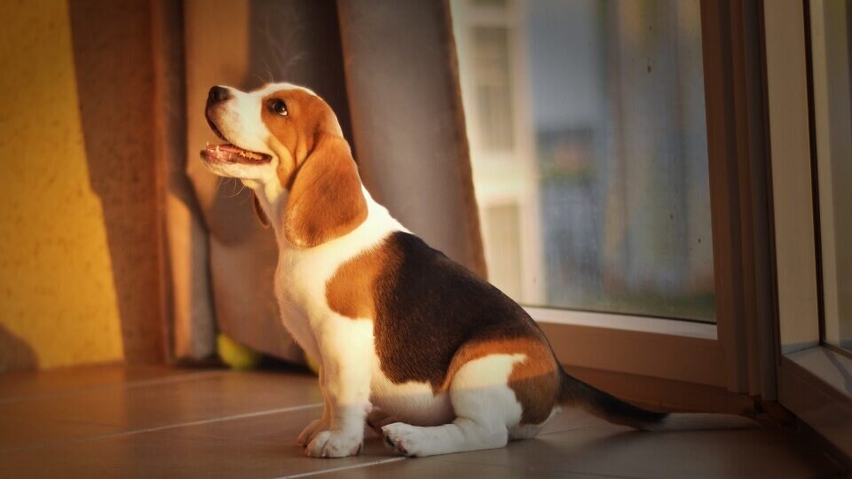 щенок бигля 