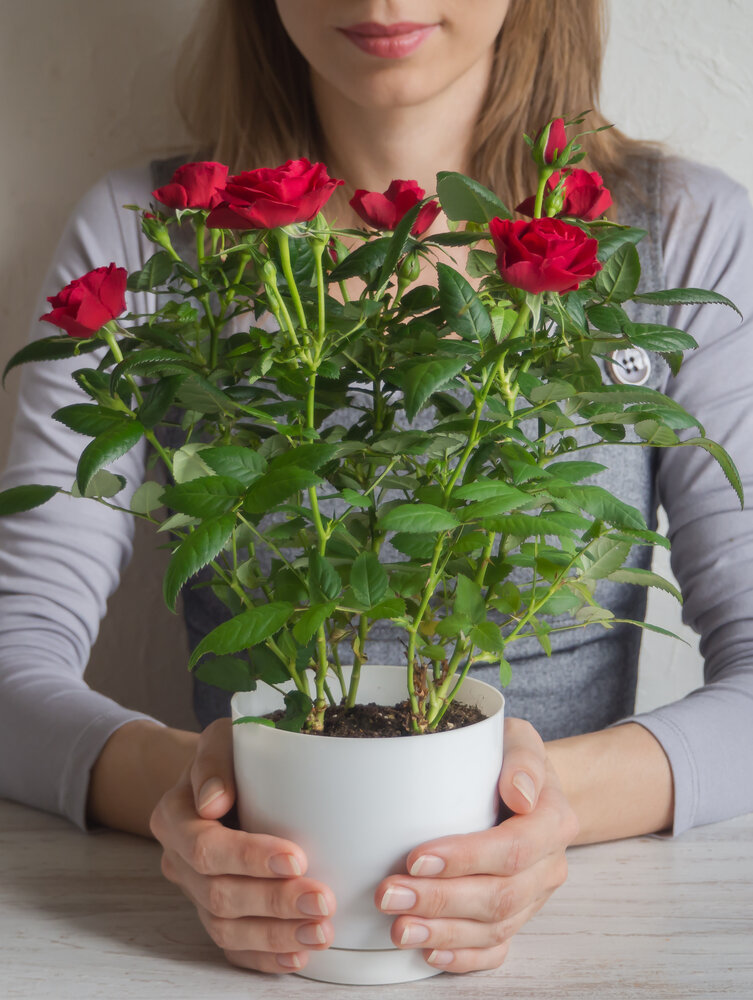 Правила посадки и выращивания розы Мента