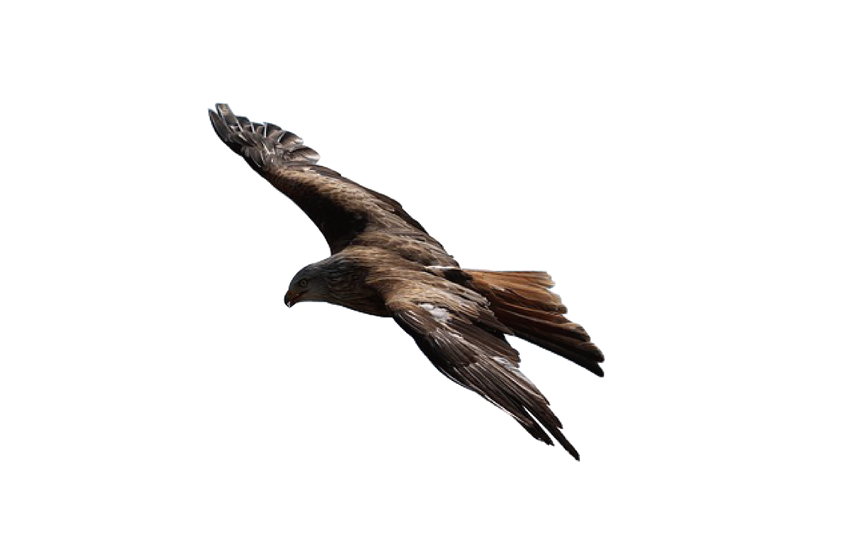 Изображение 1820796 с сайта Pixabay 