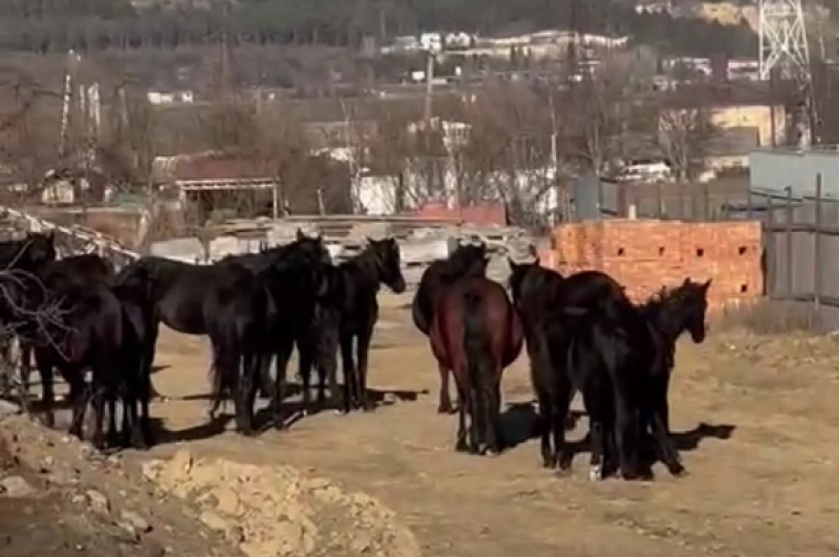    Табун лошадей, разгуливавших по Кисловодску, отправили на штрафстоянку
