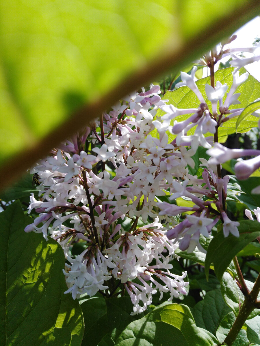 Сирень венгерская зацветает в начале-середине июня, зависит от погоды
