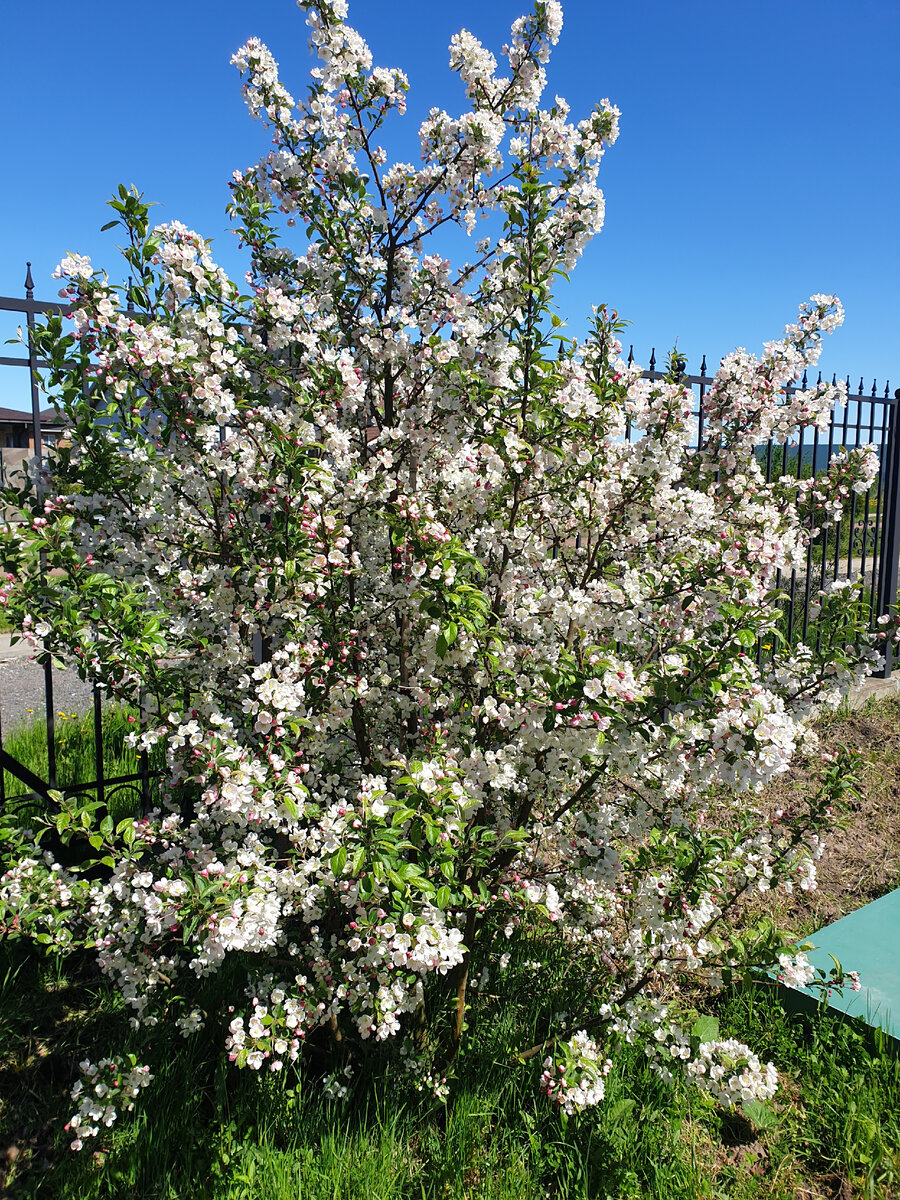 Декоративная яблоня. Пользы как от козла молока, зато цветет красиво, а аромат...ммм😊
