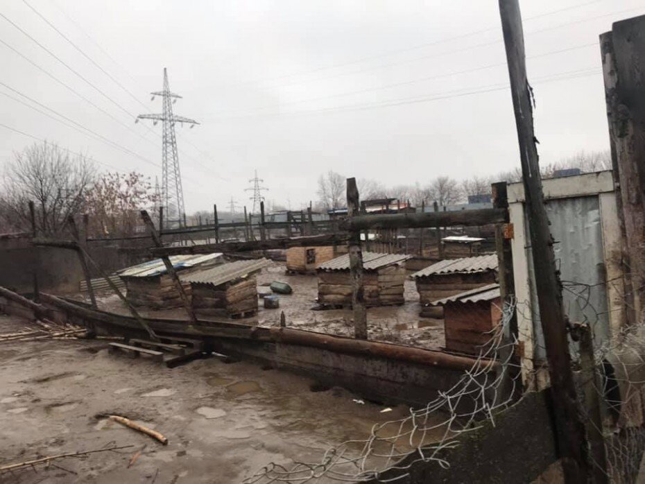 Фото из одного подмосковного приюта