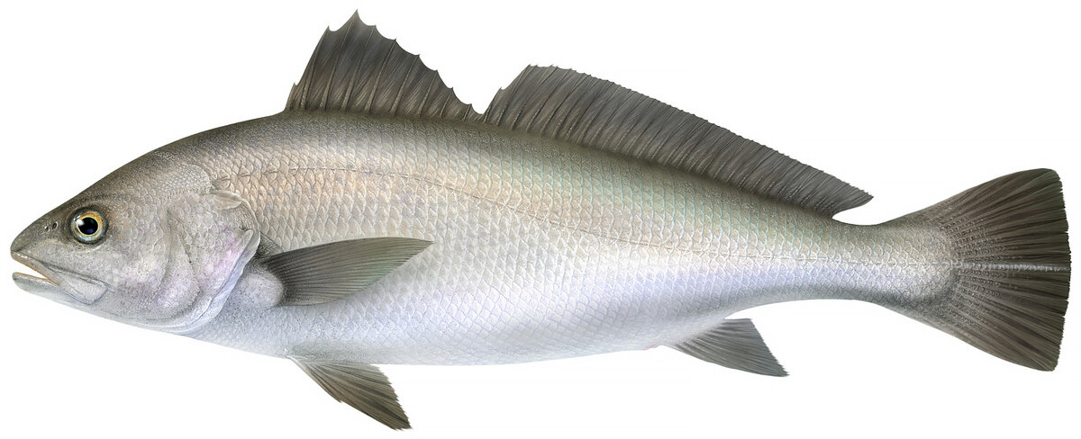 Argyrosomus regius