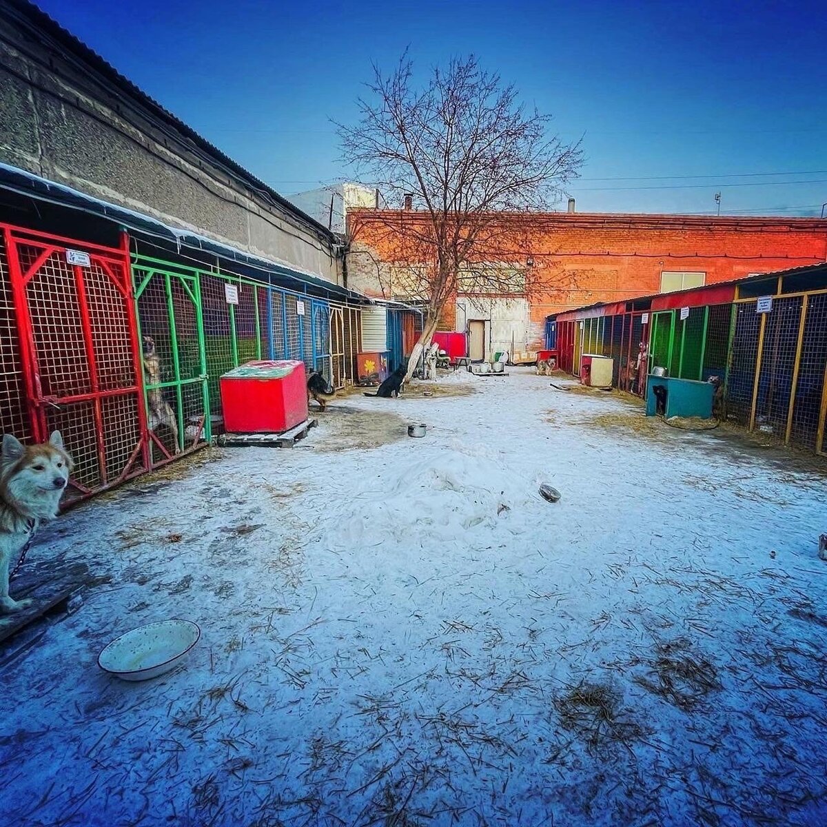 Две улицы, 350 собак в вольерах. А так же корм для животных стационара