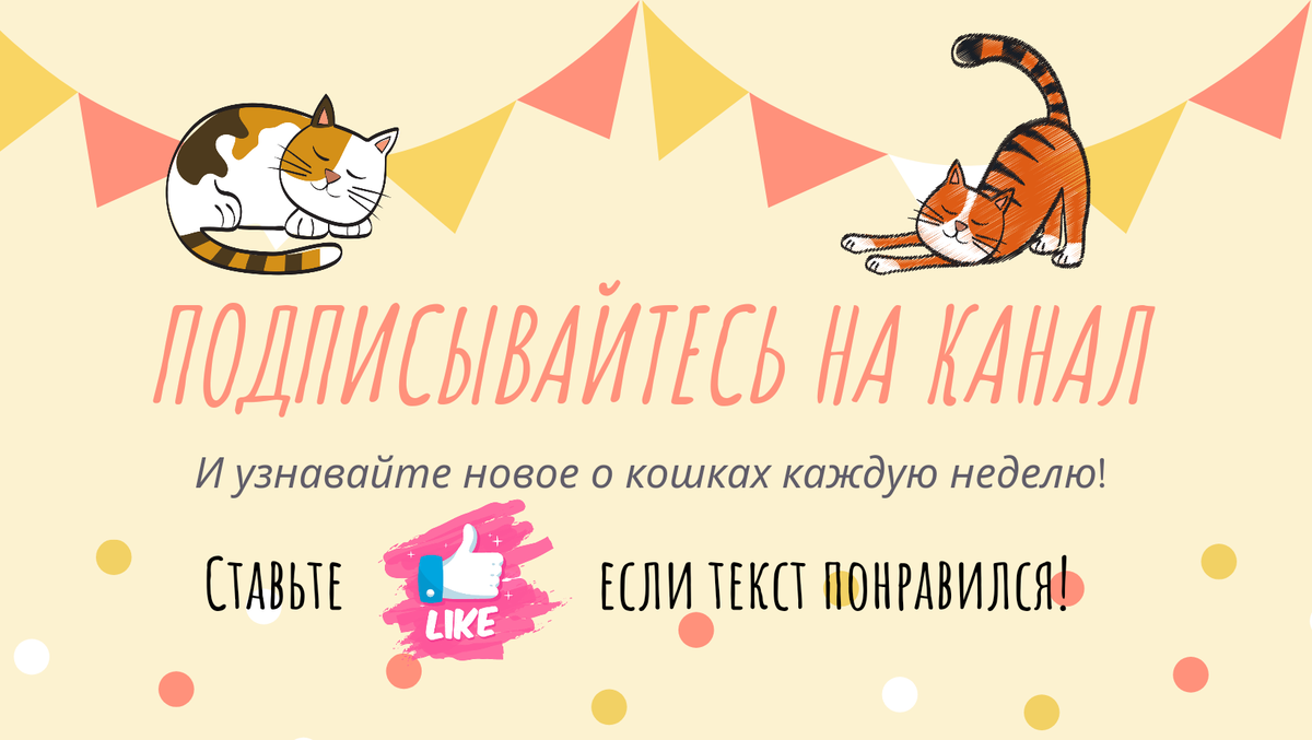 Случайное воздействие гормональных препаратов на домашних животных. |  Дневник кошатницы | Дзен