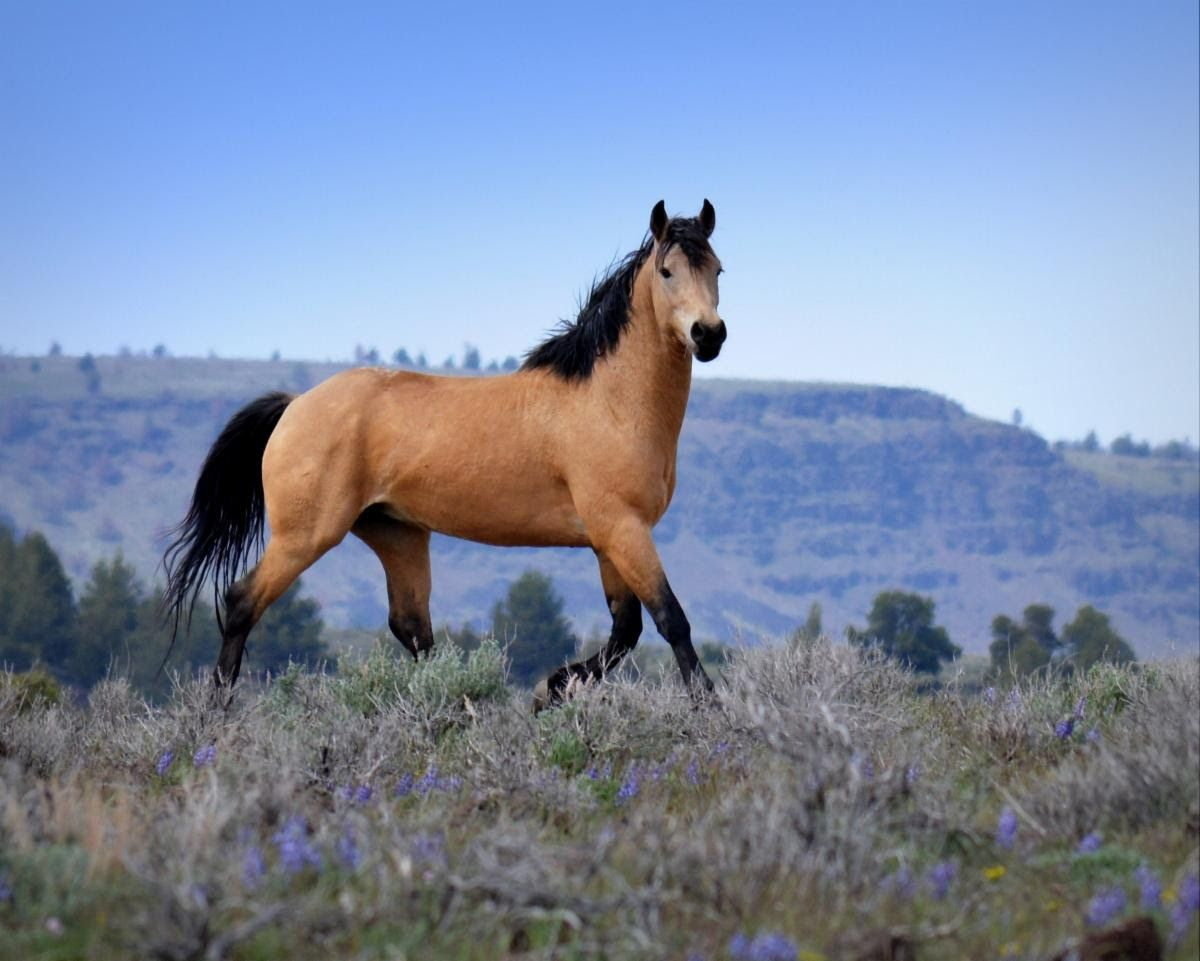 Wild horse. Кигер Мустанг гнедой. Порода Кигер Мустанг. Лошади породы Кигер Мустанг. Кигер-Мустанг спирит.