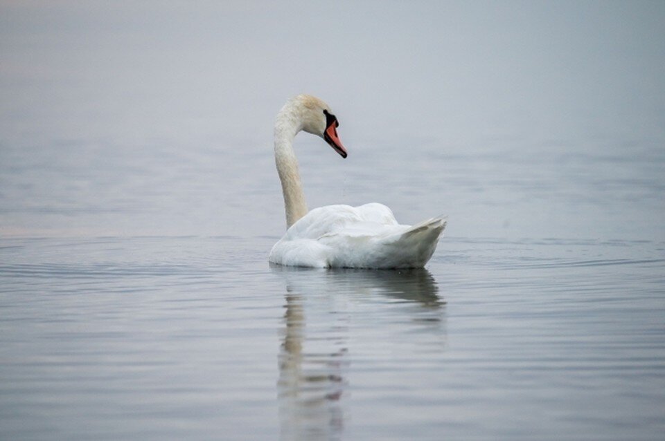     Волонтеры пытаются спасти лебедя. Юлия ПЫХАЛОВА