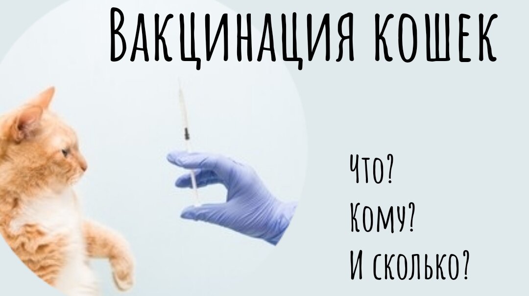 Бесплатная вакцинация кошек в москве 2024. Вакцинация кошек в Казани. Напоминание о вакцинации кошки. Вакцинация кошек очень важно. День кошек прививание.