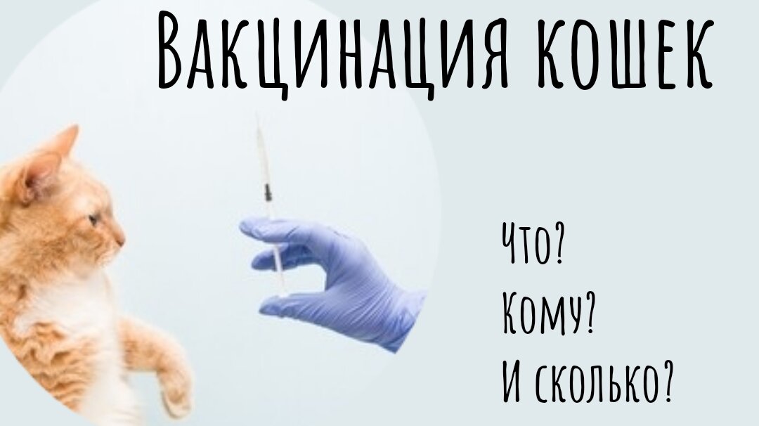  Надеюсь ни у кого не возникает сомнений в необходимости вакцинации кошек (иначе вы каналом ошиблись), но у многих есть вопросы что делать, и от чего это зависит.  Схема вакцинации.