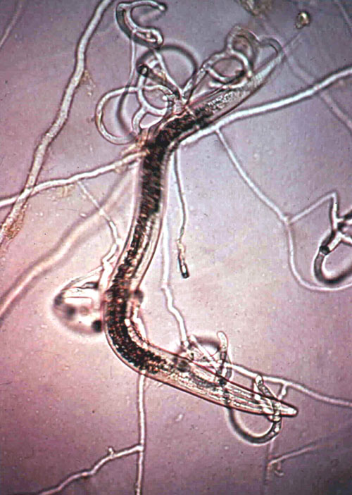 Arthrobotrys oligospora поймала нематод и ест 