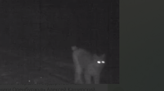    В Оренбургском заповеднике впервые в объектив фотоловушки попала рысь Белов Михаил Александрович