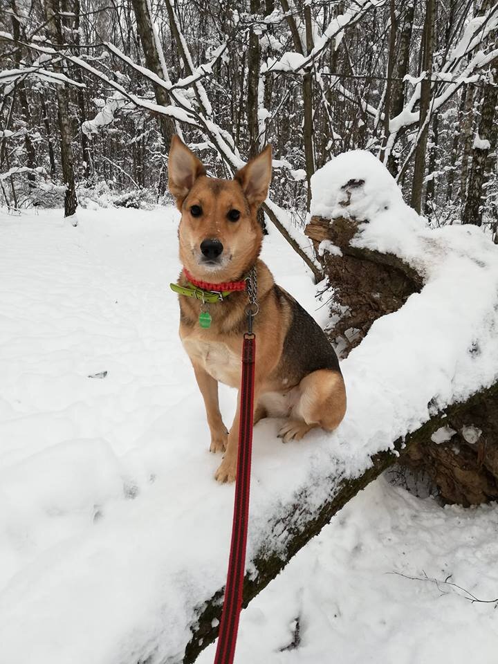 История этой собаки была громкой и, казалось, что собака пристроится быстро. Но не тут-то было.
