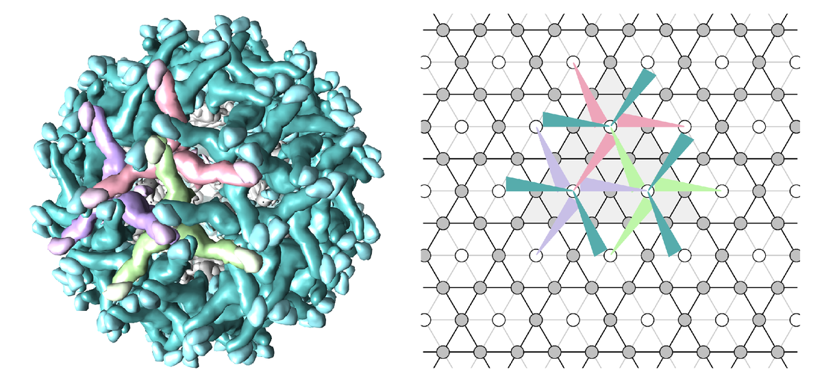 Устройство трехслойной оболочки флавивирусов на примере вируса Зика. Источник: Konevtsova et al. / Biomaterials Science, 2022