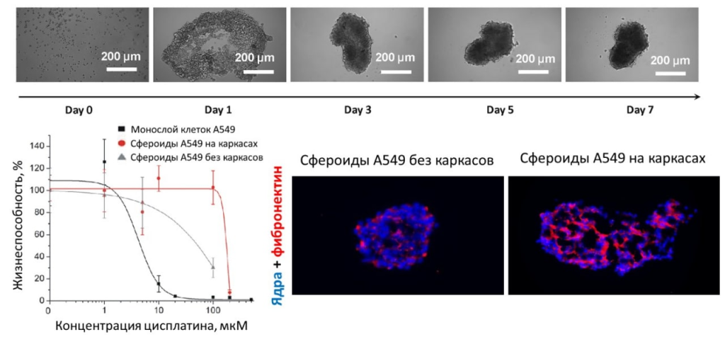Формирование раковых сфероидов на биополимерных каркасах, профили их лекарственной устойчивости к цисплатину и изображения их срезов в сравнении со сфероидами, полученными без использования биополимерных каркасов.  