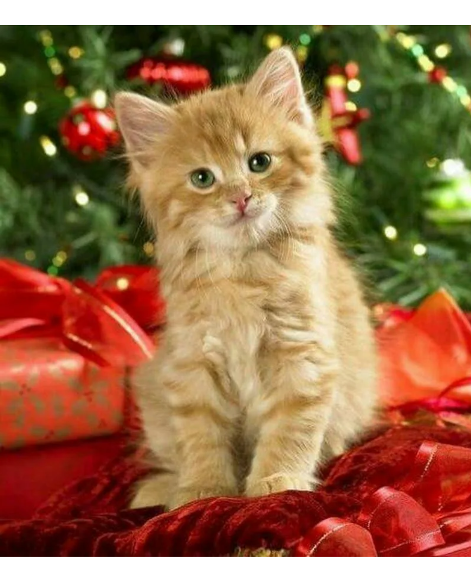 Новогодние котята. Новогодний котик. Новогодние котята самые милые. Красивая Новогодняя кошечка. Котята новые объявления