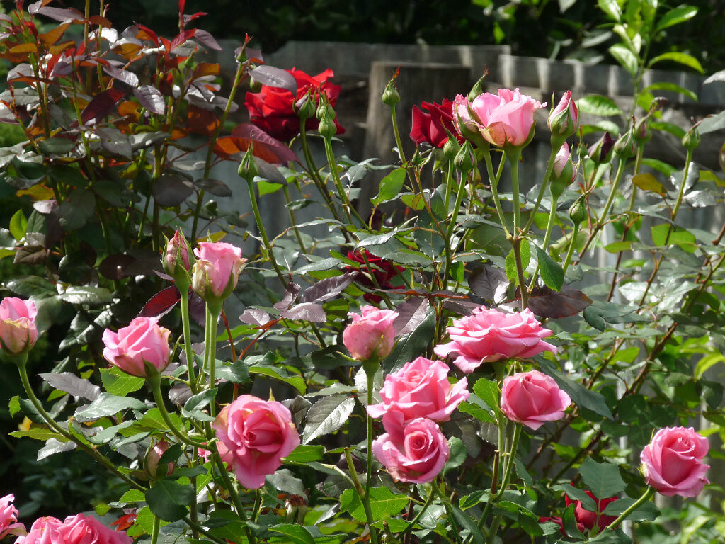 Мои первые розы ...фото автора.2013 г.