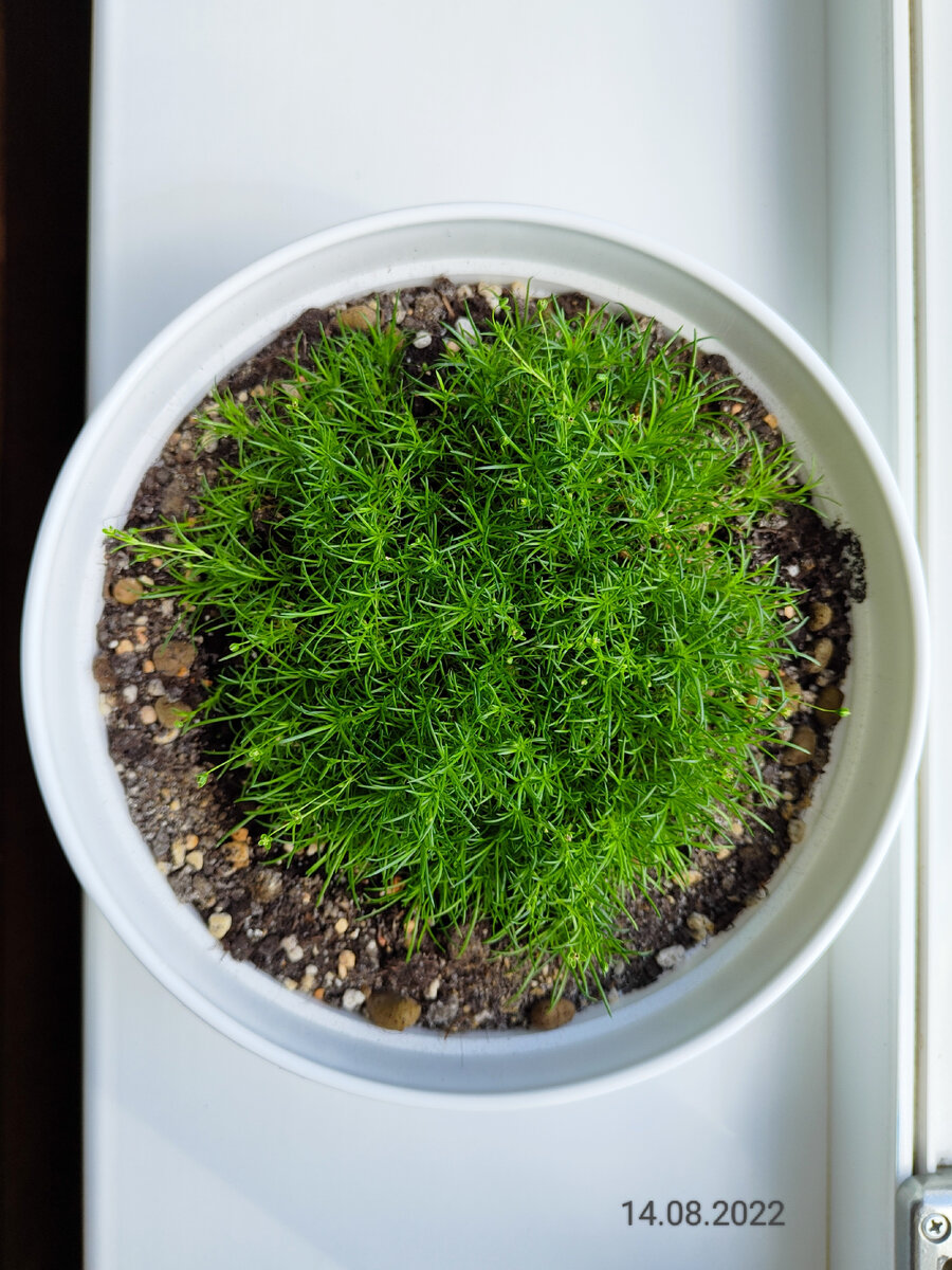 Мшанка шиловидная. Эксперимент по одомашниванию. | Ok Plants | Дзен