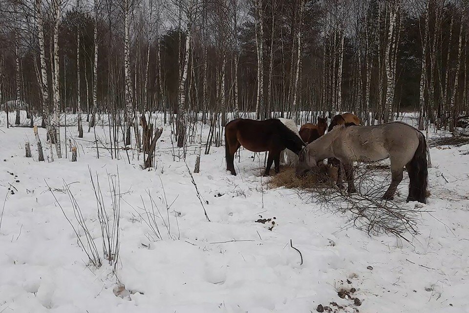     Лошадей из Кузомени увезли в другой регион якобы ради экологического проекта. Фото: комитет по ветеринарии