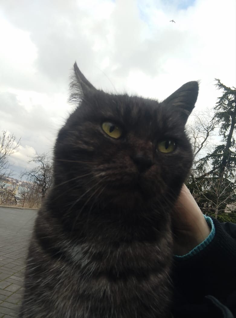 кот