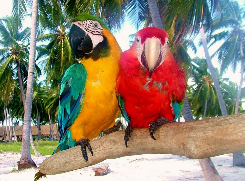 Фотогалерея парка Animal Adventure и дельфинария Dolphin Explorer