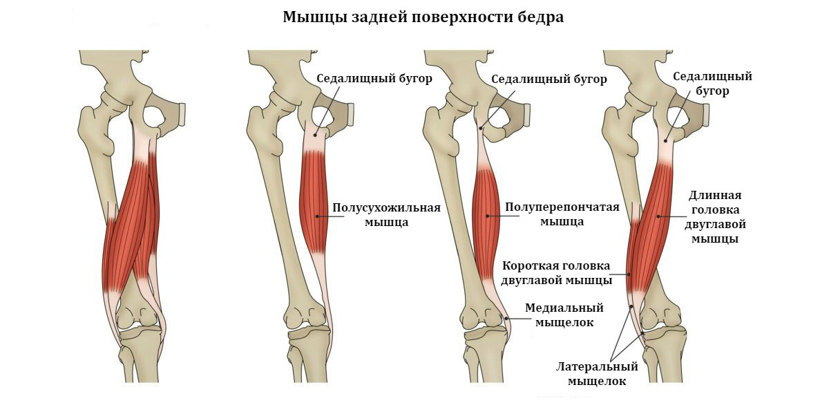 Двуглавая мышца бедра