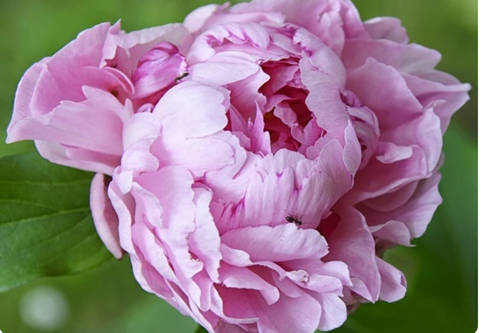 Пион дролла. Пион Sarah Bernhardt 'select'. Peony Sarah Bernhardt 3-5.