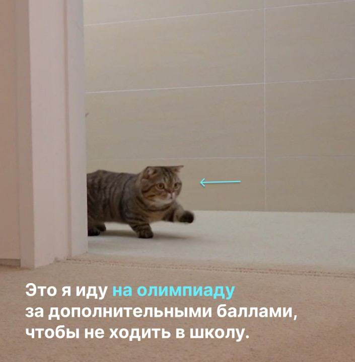 Картинка. Это я иду на олимпиаду за дополнительными баллами, чтобы не ходить в школу