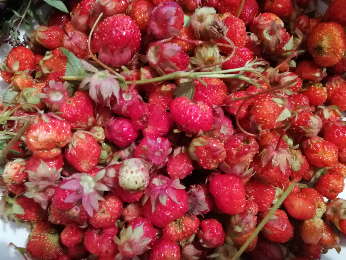 Фото автора. Лесная клубника. Немного любви и лета в ленту.