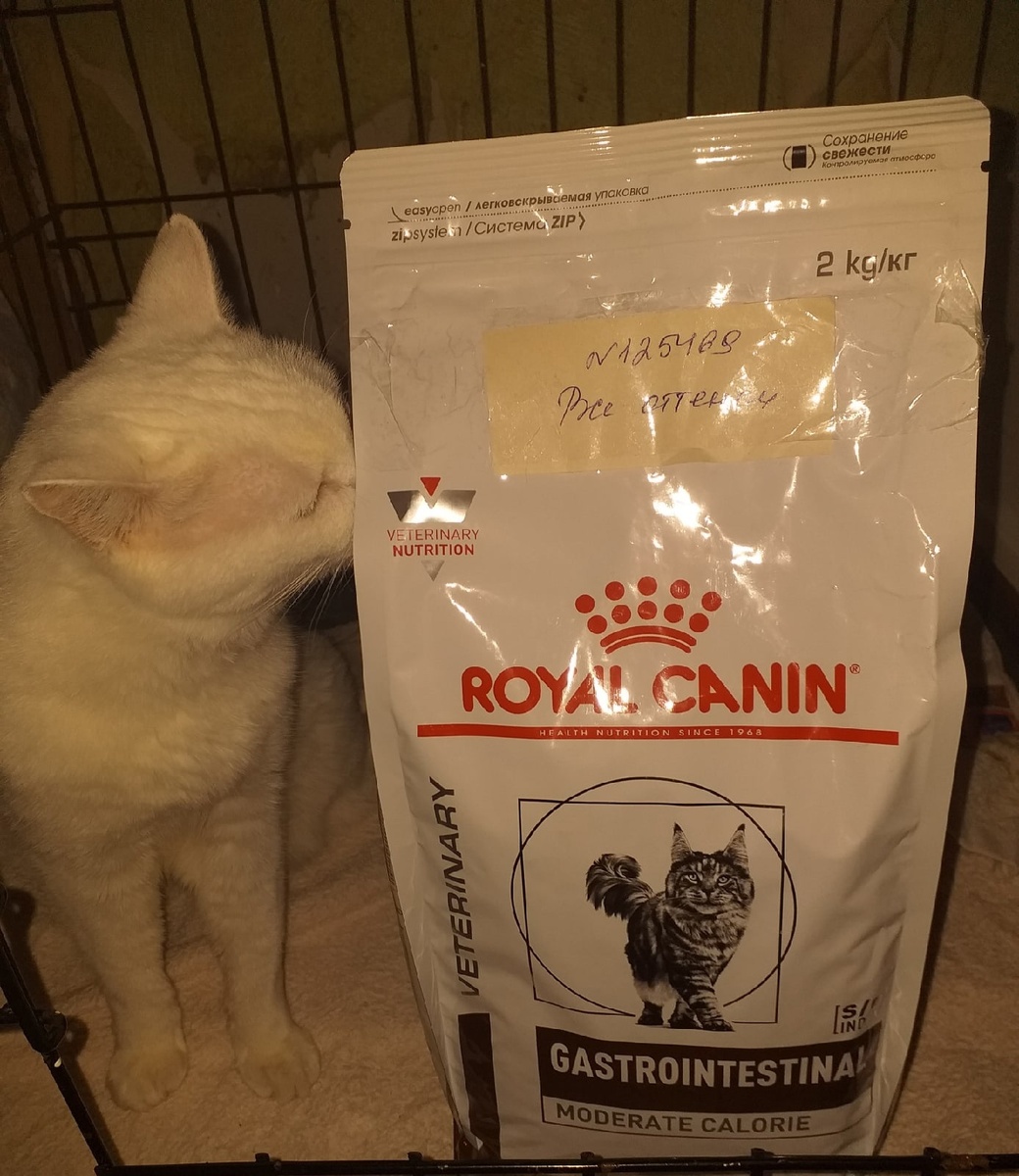 © ВСЕ ОТТЕНКИ КОШАЧЬЕГО. На фото кошечка Банни с подарком