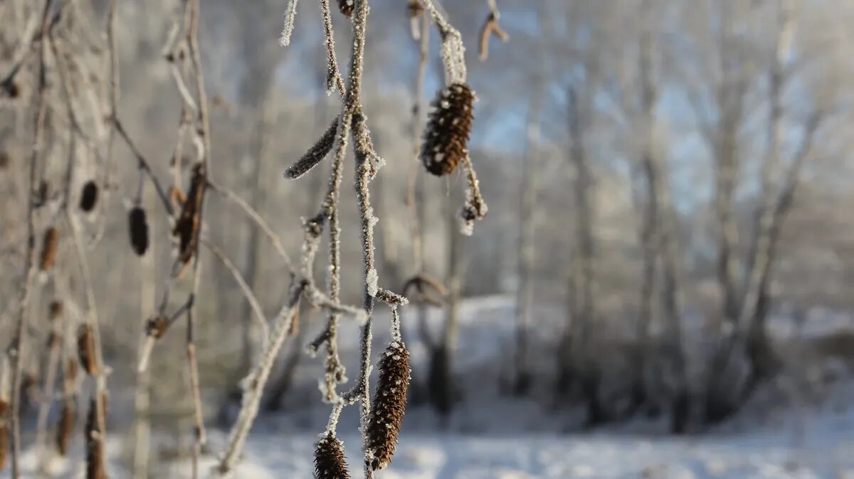 Не везде ожидаются сильные морозы. Фото: Pxfuel.com