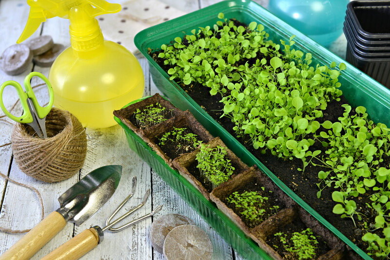 Уход за петунией