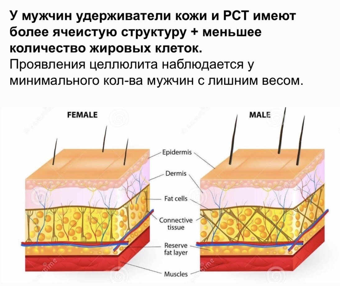 Какую функцию выполняет подкожная жировая. ПЖК.