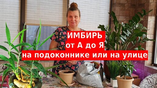 Как я выращиваю имбирь у себя на участке и собираю большие урожаи