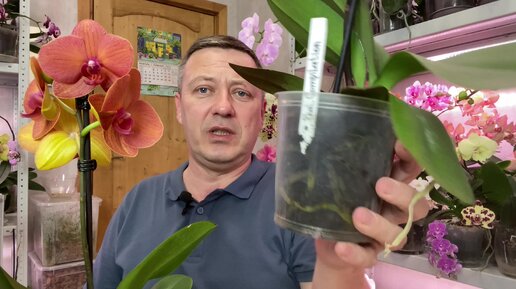 Видео георгия горячевская орхидеи. Энерджайзер для орхидей горячевский. Видео георгия горячевская орхидеи. Видео георгия горячевская орхидеи. Орхидея сушит бутоны причины.