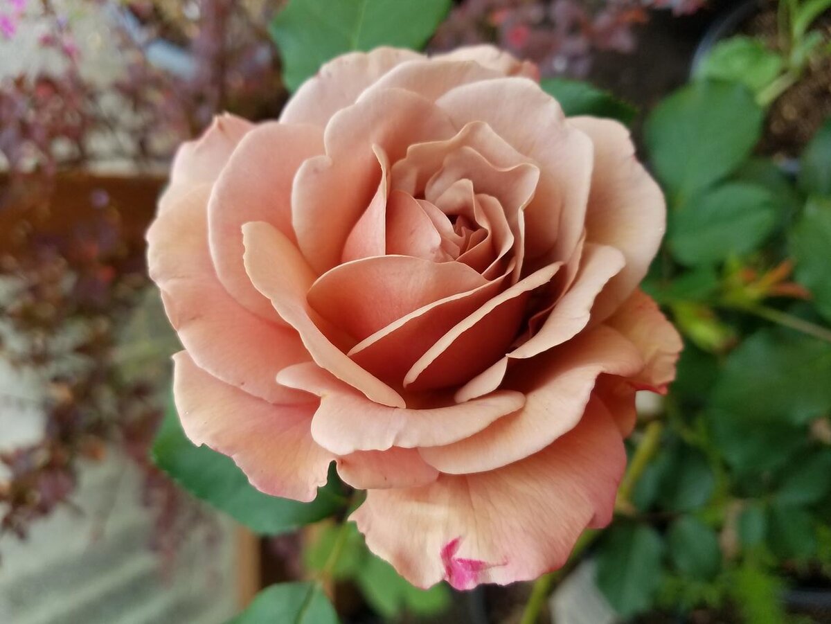 Роза Коко Локо. Фото: garden.org