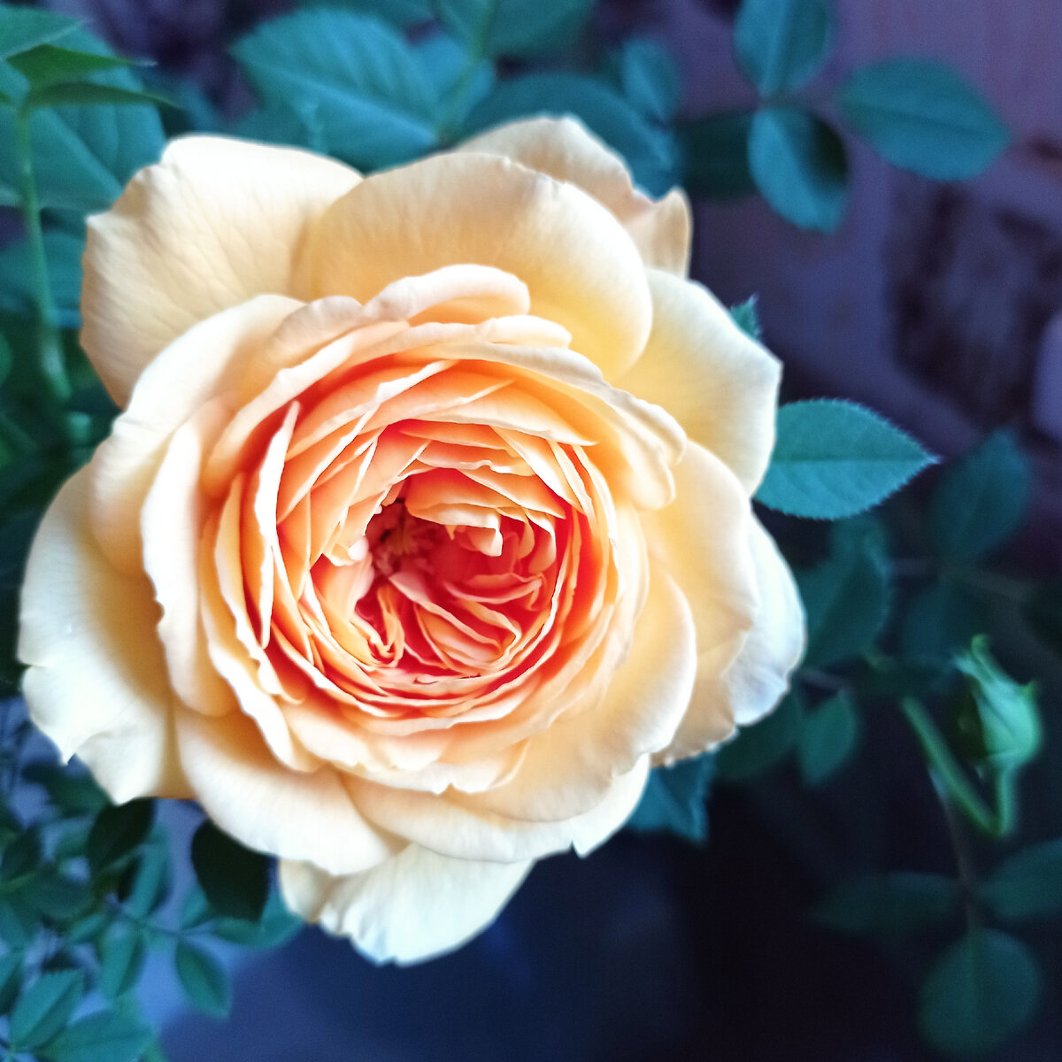 Принцесса Маргарет