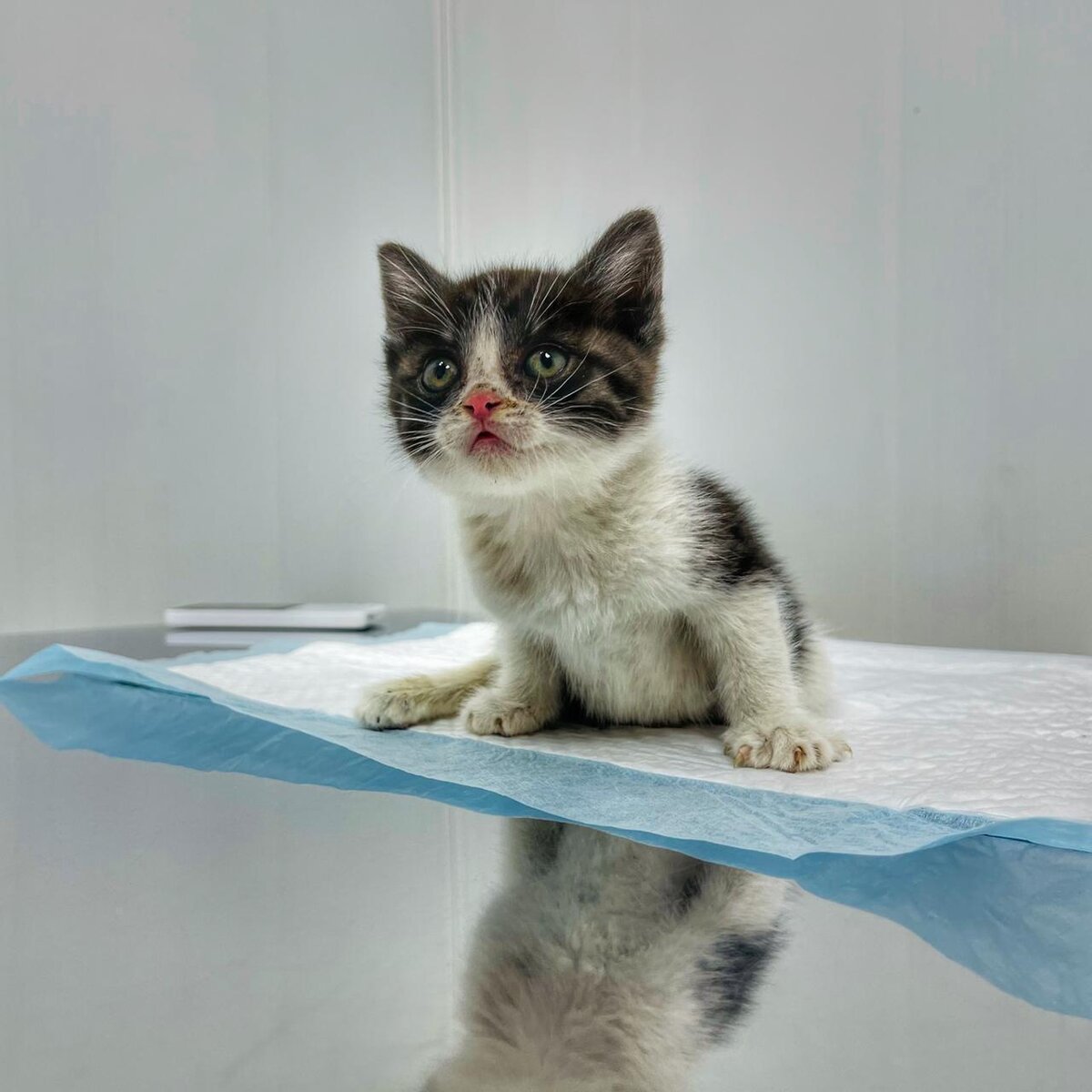 Руфус в приюте