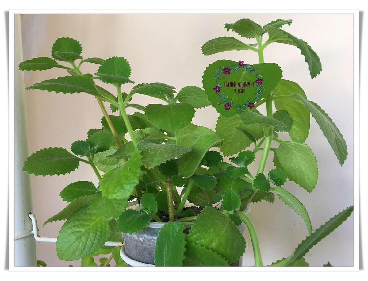 Растение 3. Мне уже прямо смешно :) Потому что не знаю названия снова :) Листайте, пожалуйста. ⏩⏩