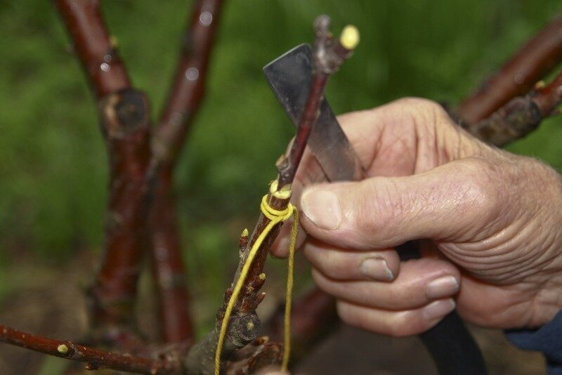 Прививка деревьев способна решить много проблем в саду, начиная от повреждения дерева и заканчивая нехваткой места. (Фото используется по стандартной лицензии ©hozvopros.com)