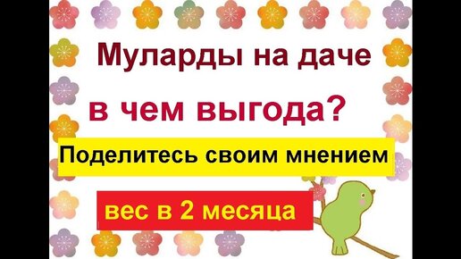 Сколько весят муларды в 2 месяца// Отзывы о мулардах