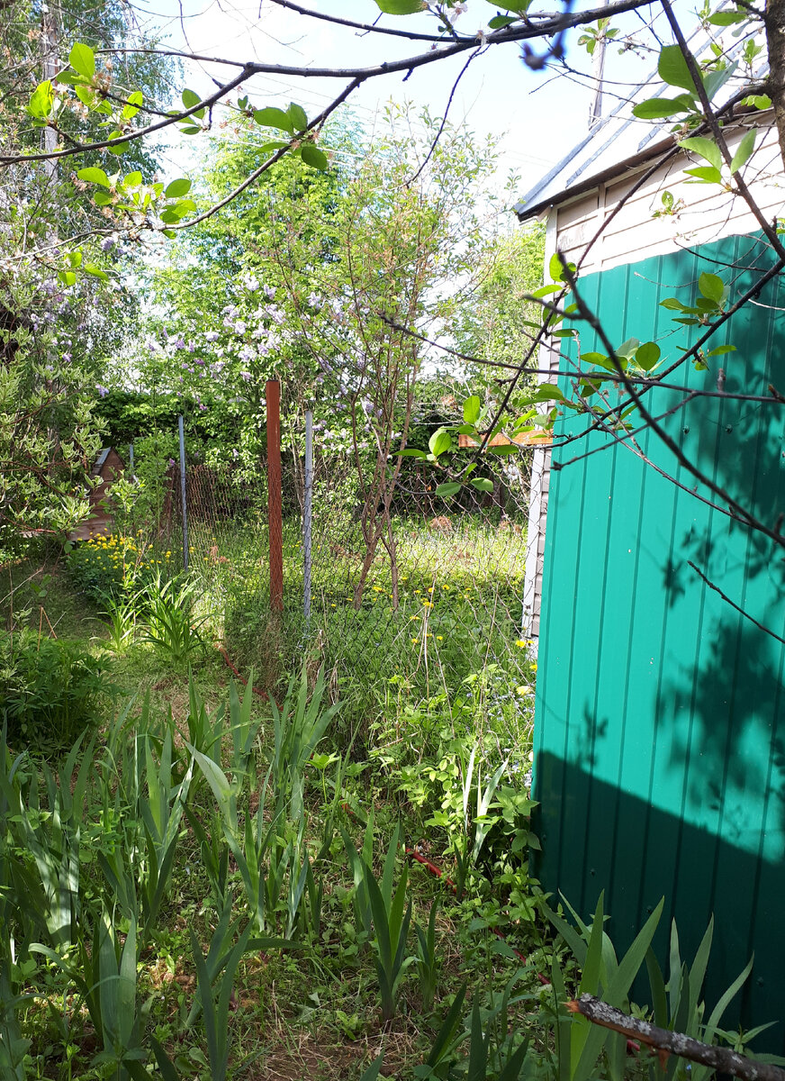 Забор с левой стороны нашего участка.