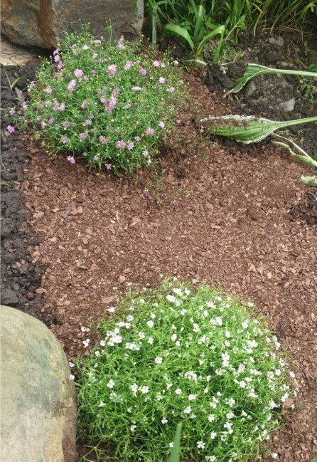 Мои гипсофилы