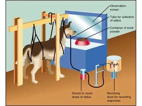 


Pavlov predicted the dogs would salivate in response to the food placed in front of them, but he noticed that his dogs would begin to salivate whenever they heard the footsteps of his assistant who was bringing them the food.

Pavlov's Dogs Study and Pavlovian Conditioning Explained

When Pavlov discovered that any object or event which the dogs learned to associate with food (such as the lab assistant) would trigger the same response, he realized that he had made an important scientific discovery. Accordingly, he devoted the rest of his career to studying this type of learning.

Pavlovian Conditioning
Replay
Unmute
Remaining Time -0:00
Share
Fullscreen
Pavlov (1902) started from the idea that there are some things that a dog does not need to learn. For example, dogs don’t learn to salivate whenever they see food. This reflex is ‘hard-wired’ into the dog.

In behaviorist terms, food is an unconditioned stimulus and salivation is an unconditioned response. (i.e., a stimulus-response connection that required no learning).

Unconditioned Stimulus (Food) > Unconditioned Response (Salivate)

In his experiment, Pavlov used a metronome as his neutral stimulus. By itself the metronome did not elecit a response from the dogs.

Neutral Stimulus (Metronome) > No Conditioned Response

Next, Pavlov began the conditioning procedure, whereby the clicking metronome was introduced just before he gave food to his dogs. After a number of repeats (trials) of this procedure he presented the metronome on its own.


As you might expect, the sound of the clicking metronome on its own now caused an increase in salivation.

Conditioned Stimulus (Metronome) > Conditioned Response (Salivate)

So the dog had learned an association between the metronome and the food and a new behavior had been learned. Because this response was learned (or conditioned), it is called a conditioned response (and also known as a Pavlovian response). The neutral stimulus has become a conditioned stimulus.


Pavlov found that for associations to be made, the two stimuli had to be presented close together in time (such as a bell). He called this the law of temporal contiguity. If the time between the conditioned stimulus (bell) and unconditioned stimulus (food) is too great, then learning will not occur.

Pavlov and his studies of classical conditioning have become famous since his early work between 1890-1930. Classical conditioning is "classical" in that it is the first systematic study of basic laws of learning / conditioning.

Summary
To summarize, classical conditioning (later developed by Watson, 1913) involves learning to associate an unconditioned stimulus that already brings about a particular response (i.e., a reflex) with a new (conditioned) stimulus, so that the new stimulus brings about the same response.

Pavlov's Dogs Study and Classical Conditioning Explained

Pavlov developed some rather unfriendly technical terms to describe this process. The unconditioned stimulus (or UCS) is the object or event that originally produces the reflexive / natural response.

The response to this is called the unconditioned response (or UCR). The neutral stimulus (NS) is a new stimulus that does not produce a response.

Once the neutral stimulus has become associated with the unconditioned stimulus, it becomes a conditioned stimulus (CS). The conditioned response (CR) is the response to the conditioned stimulus.

  Download this article as a PDF
How to reference this article:
McLeod, S. A. (2018, October 08). Pavlov's dogs. Simply Psychology. https://www.simplypsychology.org/pavlov.html


APA Style References
Pavlov, I. P. (1897/1902). The work of the digestive glands. London: Griffin.

Pavlov, I. P. (1928). Lectures on conditioned reflexes. (Translated by W.H. Gantt) London: Allen and Unwin.

Pavlov, I. P. (1927). Conditioned Reflexes: An Investigation of the Physiological Activity of the Cerebral Cortex. Translated and edited by Anrep, GV (Oxford University Press, London, 1927).

Pavlov, I. P. (1955). Selected works. Moscow: Foreign Languages Publishing House.

Watson, J.B. (1913). Psychology as the behaviorist Views It. Psychological Review, 20, 158-177.

Further Information
Behaviorism
Classical Conditioning
Little Albert Experiment
Operant Conditioning
Listen to a MIT undergraduate lecture on Conditioning 
Learning and Behavior PowerPoint 
  Download this article as a PDF
How to reference this article:
McLeod, S. A. (2018, October 08). Pavlov's dogs. Simply Psychology. https://www.simplypsychology.org/pavlov.html

Comments
There are no comments posted yet. Be the first one!
Post a new comment
AtDCheck Spelling
Enter text right here!
Comment as a Guest, or login:
Login to IntenseDebate
Login to WordPress.com
NameEmail
Displayed next to your comments.

Not displayed publicly.

Submit Comment
Comments byIntenseDebate

Google Site Search
 
Print Friendly and PDF

Home | About Us | Privacy Policy | Advertise | Contact Us
This workis licensed under a Creative Commons Attribution-Noncommercial-No Derivative Works 3.0 Unported License.

Company Registration no: 10521846

